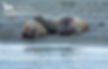 Walrus