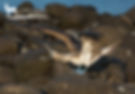 Blue-footed Booby