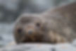 South Georgia Fur Seal