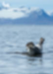 Harbour Seal