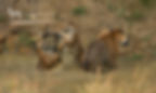 Maya and cubs