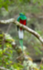 Resplendent Quetzal