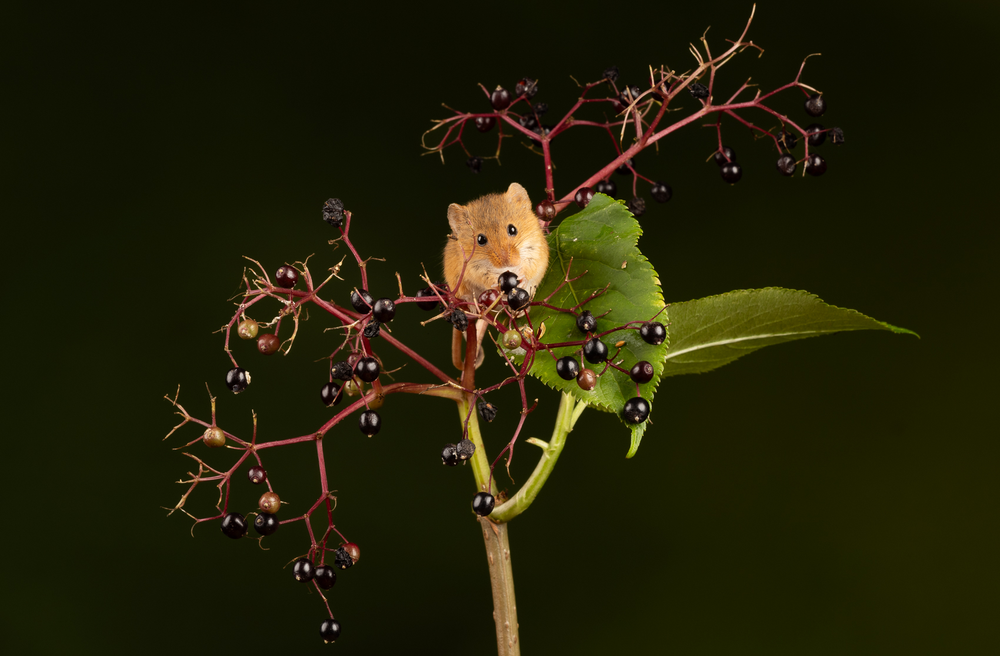 Harvest Mice