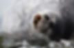 Weddell Seal