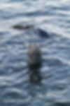 Leopard Seal