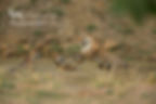 Maya playing with her cubs