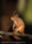Red Squirrel