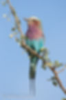 Lilac-Breasted Roller