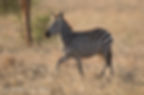 Young Zebra