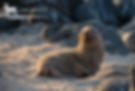 Galapagos Sea Lion