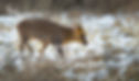 Muntjac
