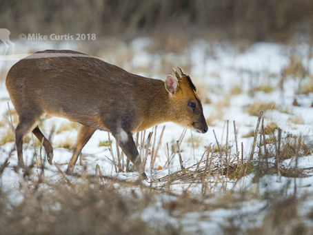 Winter wildlife in Cambridge