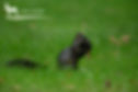Black Squirrel