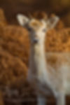 Fallow Deer