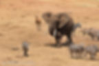 Tsavo Bull