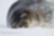 Weddell Seal