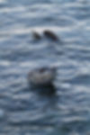Leopard Seal