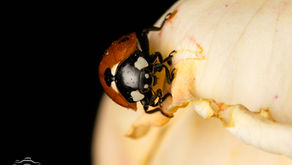 Macro