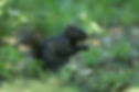 Black Squirrel