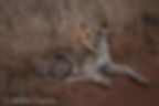 Lion Cub, Tsavo NP
