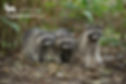 Racoons