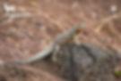 Lava Lizard