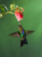 Fiery-throated hummingbird