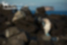 Blue-footed Booby