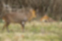 Muntjac stag with doe in background