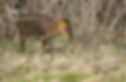 Muntjac stag