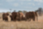 Tsavo elephants