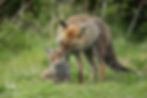 Big brother Scar with cub