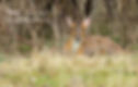 Muntjac doe
