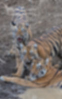 Sonam with two of her four cubs
