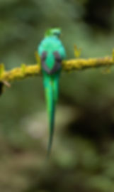Resplendent Quetzal