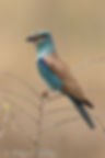 European Roller