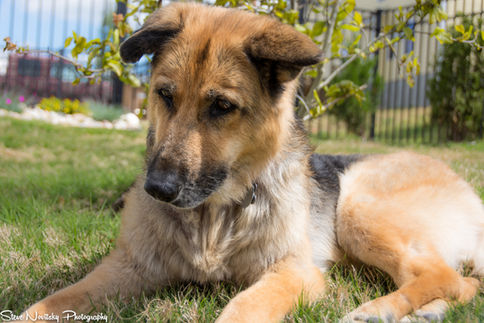 German shepherd laying in grass near flowers.