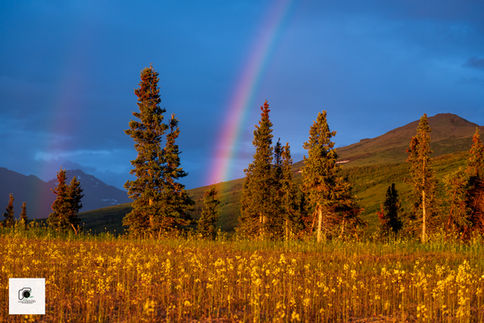 Rainbow above golden trees in front of mountain peaks.