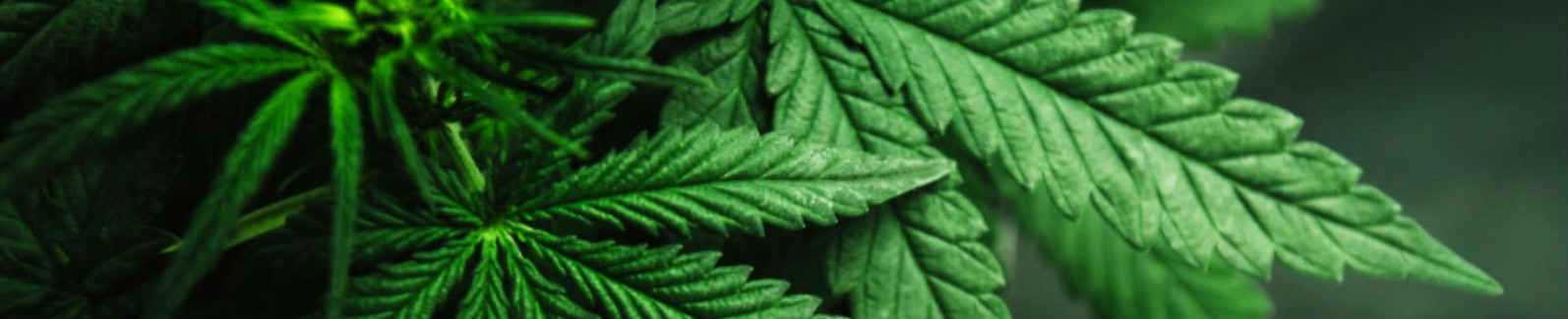 Hanfblatt von CBD und Hanf Shop Unser Kraut Seefeld Österreich