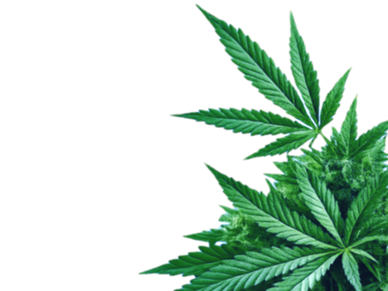 hanf-und cbd-von-unser-kraut-oesterreich