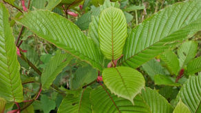 Was ist Kratom? Herkunft, Pflanze und Sorten einfach erklärt