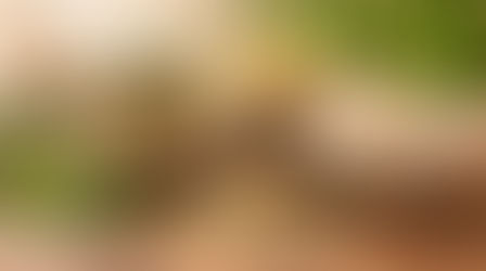 Drei Sorten Hanfprotein in Grün, Hellgelb und Cremeweiß, dekoriert mit geschälten Hanfsamen und Hanfblättern – natürliche pflanzliche Proteinquellen bei UNSER KRAUT Österreich.