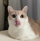 保護猫メープル