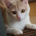 保護ねこメープル