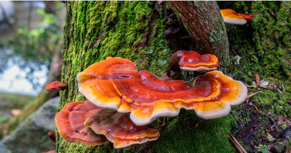 Screenshot 2025-11-20 at 9.19.06 PM.png