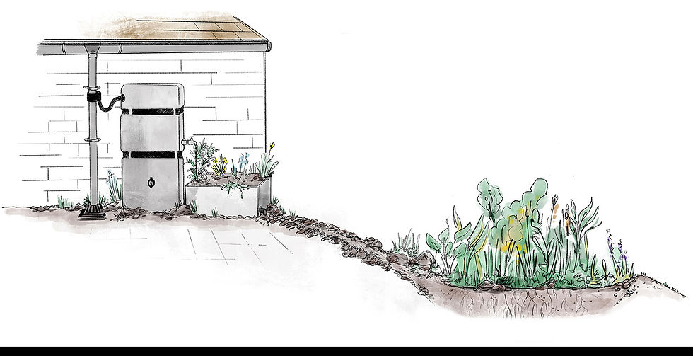 Garden design: making a rain garden