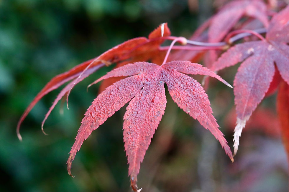 Garden design: plants for autumn colour