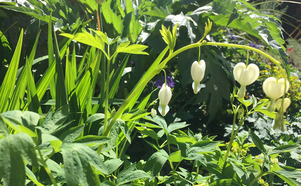 rutland garden designer.JPG