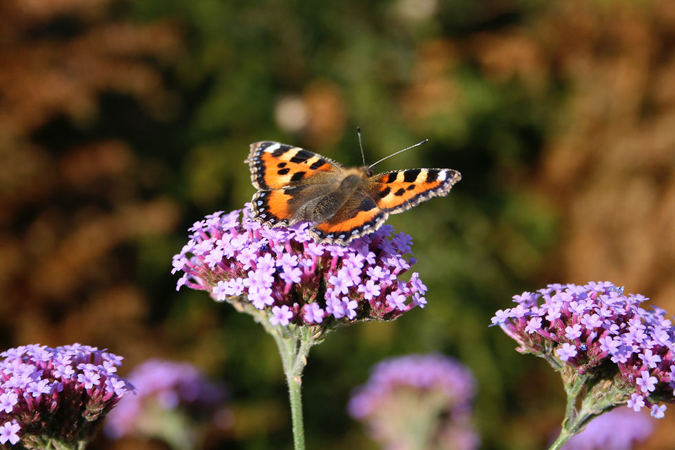 A butterfly on planting designed by Tythorne Garden Design