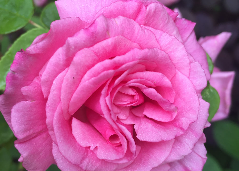 rosa zephirine drouhin tythorne garden design